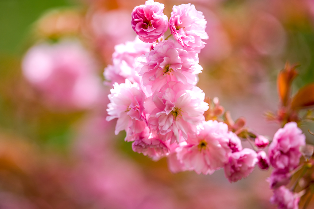 八重桜