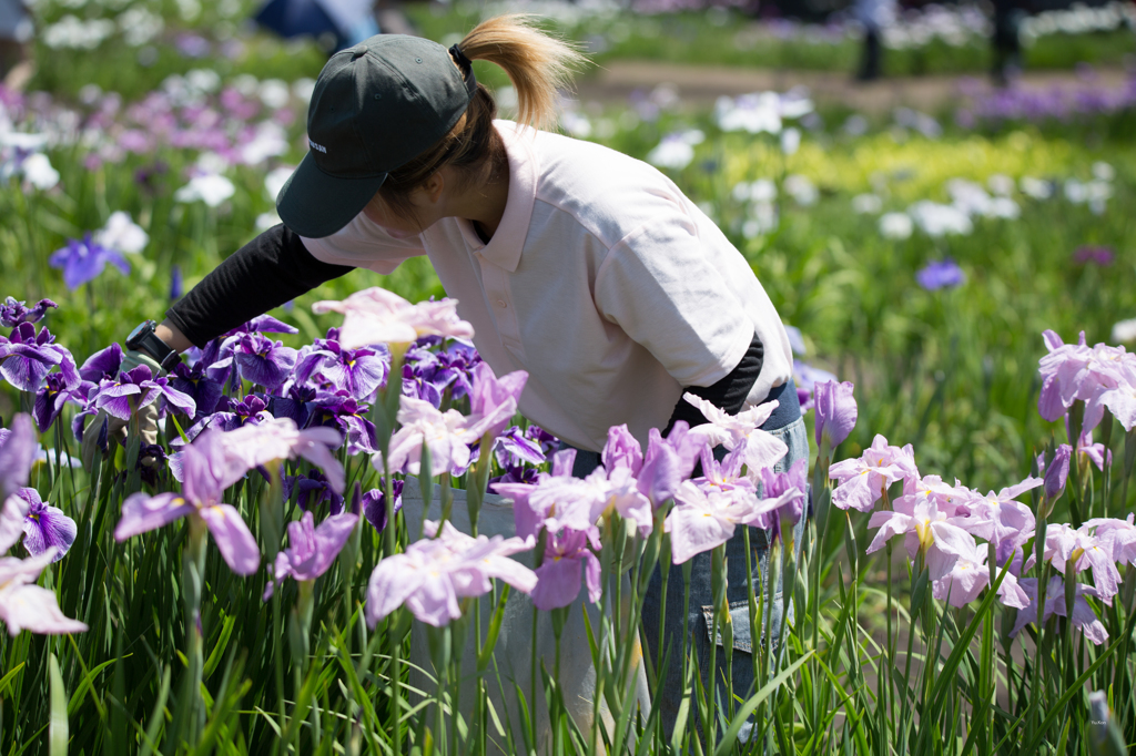 花菖蒲園、再訪Ⅱ