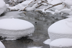 White Snow Pancake