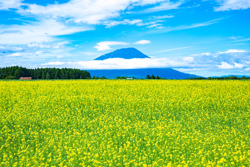 Yellow field