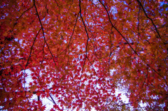 紅（くれない）の空