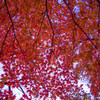 紅（くれない）の空