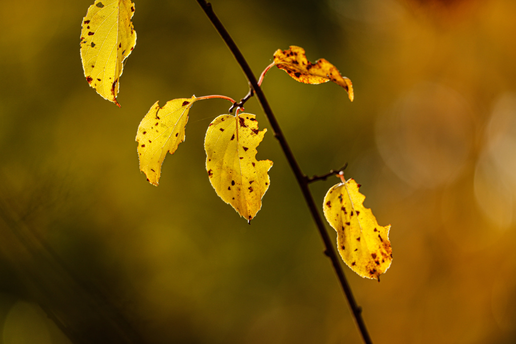 Autumn Yellow