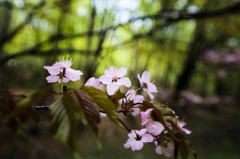 再び、桜Ⅱ