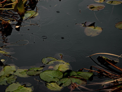 雨の予感