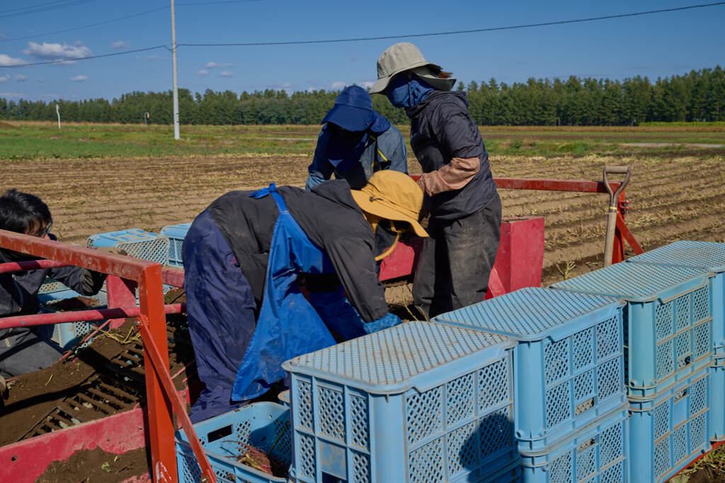 サツマイモの収穫作業