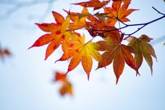 秋の彩色