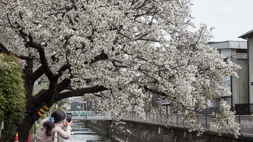散り始めた桜
