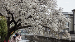散り始めた桜