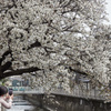 散り始めた桜