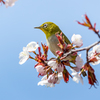 桜にメジロ