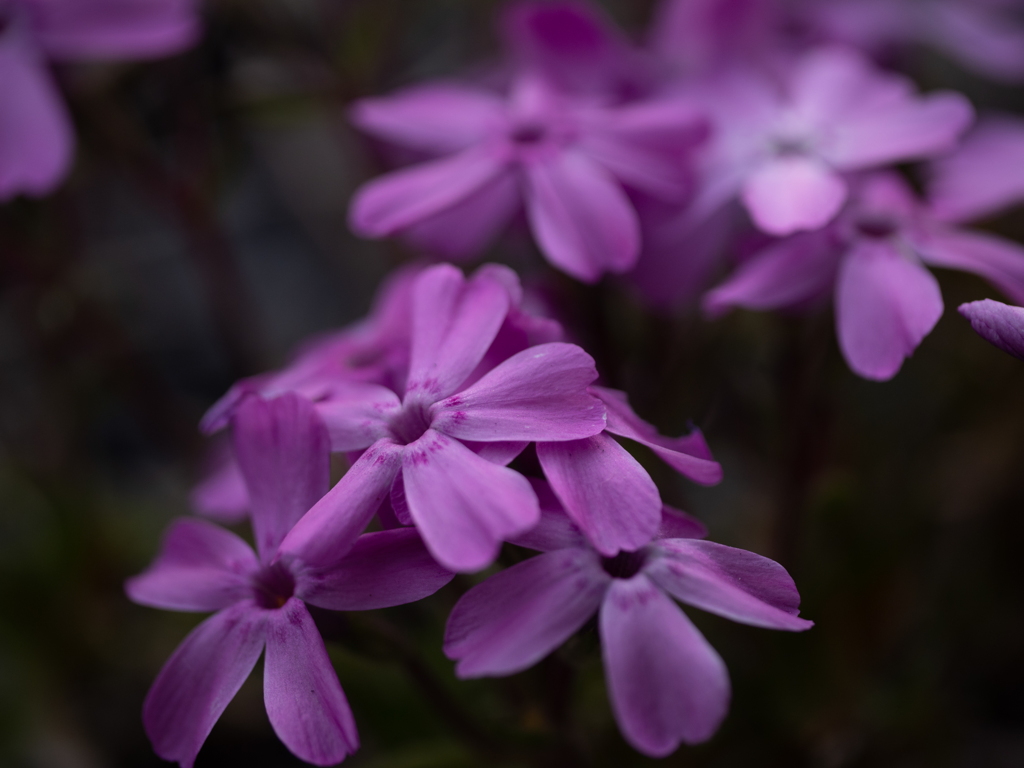 芝桜