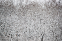 雪化粧