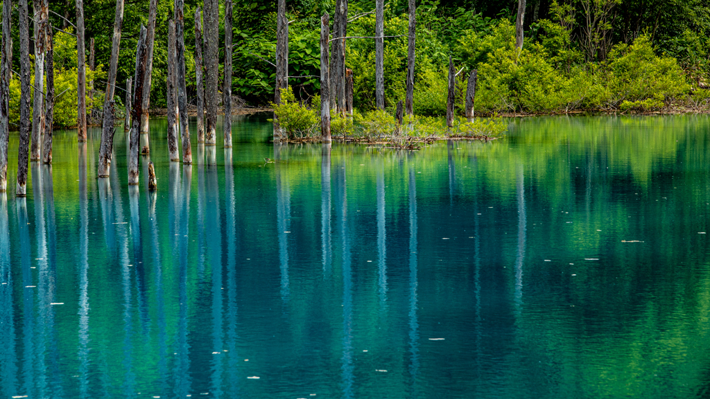 Blue trees in the pond
