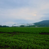 北海道夏風景：グリーングリーン