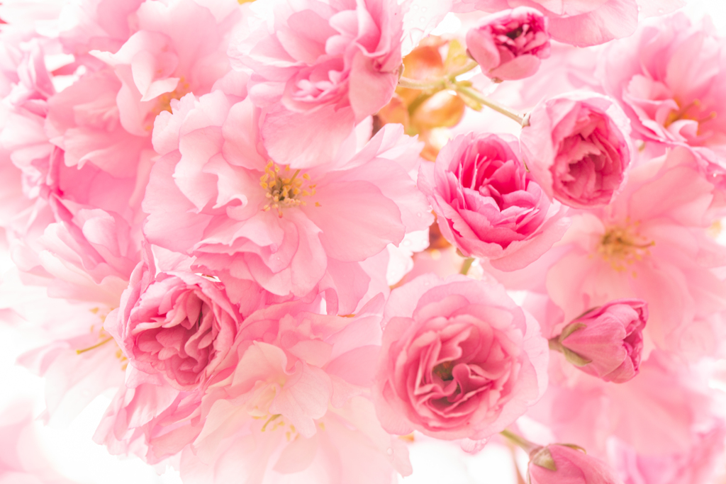 さくらの花束