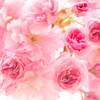 さくらの花束