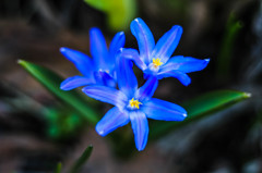 小さな花（ユキゲユリ、チオノドクサ、雪解百合）