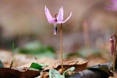 カタクリの花_２０１８