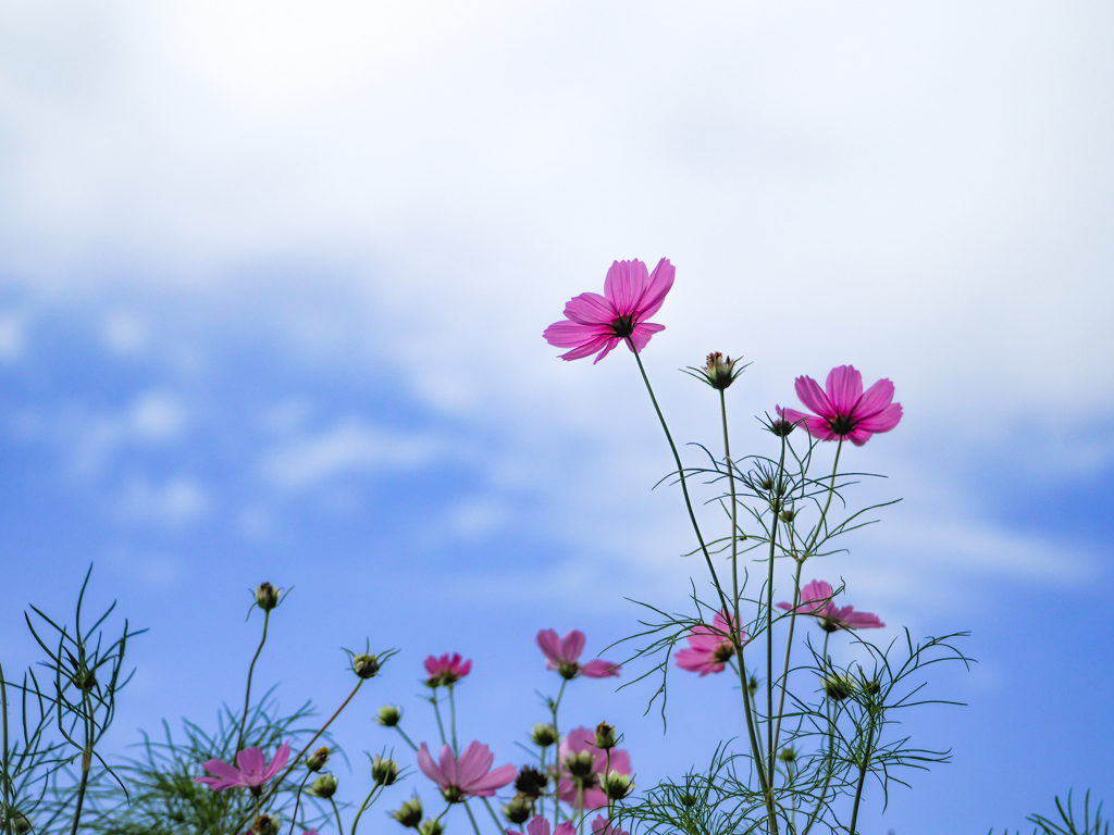 秋空