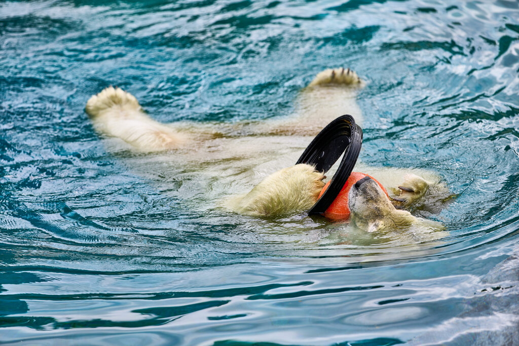 シロクマの水遊び