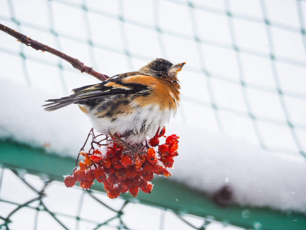 冬鳥 アトリ By Blue Man Id 写真共有サイト Photohito