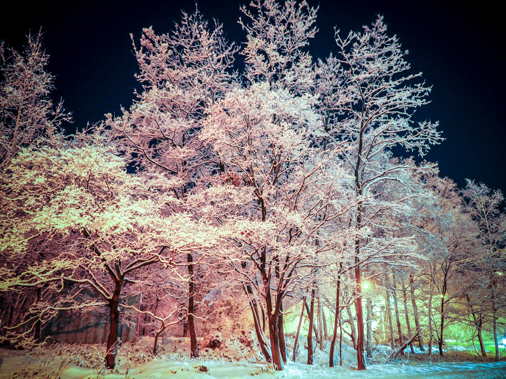 雪化粧