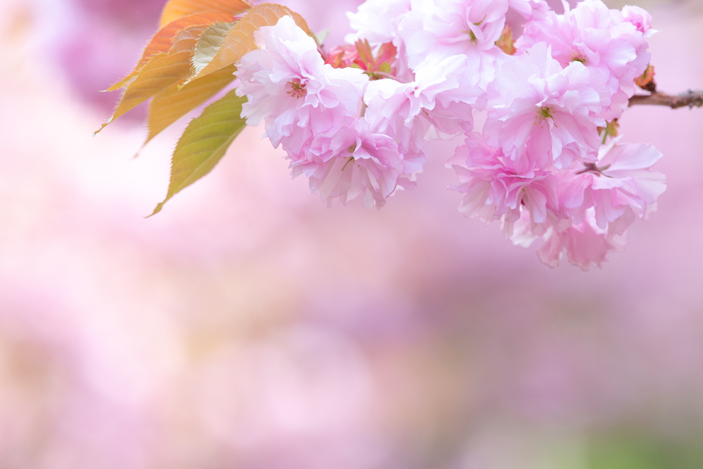 遅咲き八重桜満開