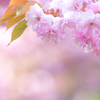 遅咲き八重桜満開