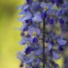 初夏の色（Wisteria）
