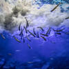 山の水族館