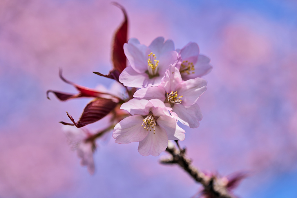 桜咲く２０２５春