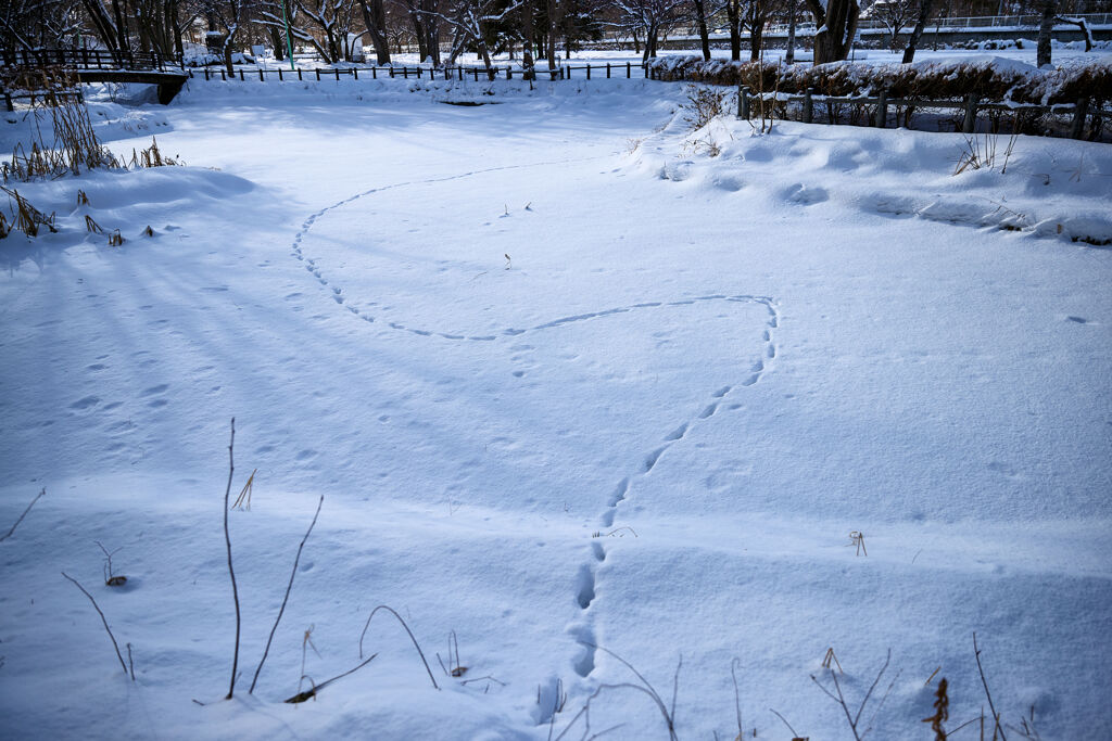 冬の公園：池の上の獣道