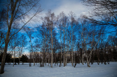 冬の公園
