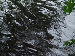 慈雨