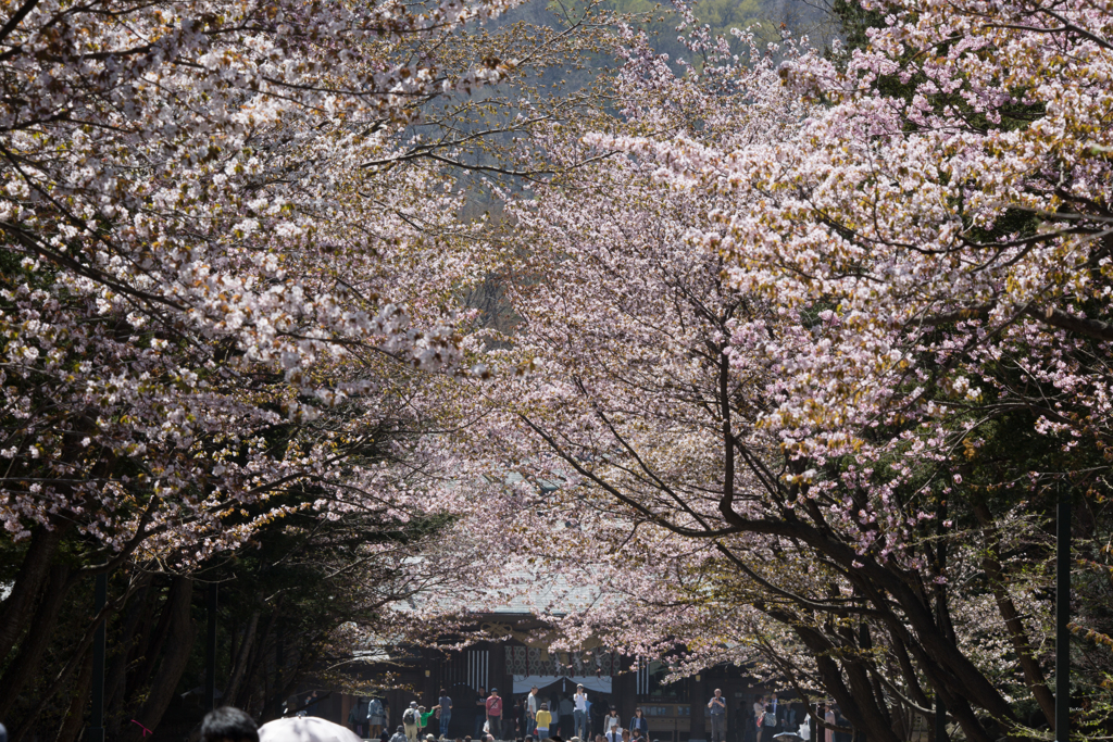 桜 北海道神宮参道 By Blue Man Id 写真共有サイト Photohito