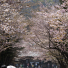 桜・北海道神宮参道