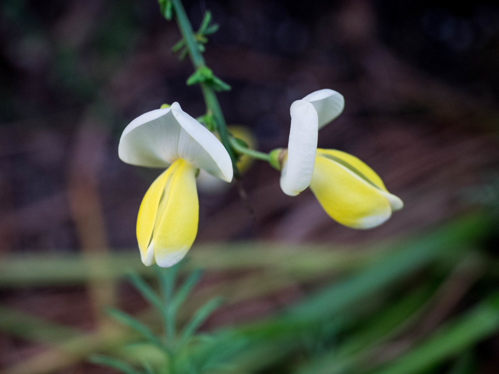道ばたの花たちⅢ