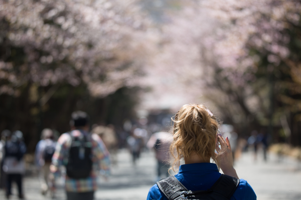 桜並木での出来事