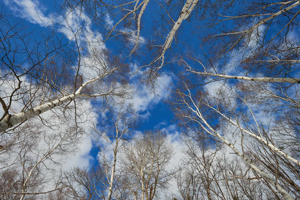 公園の空