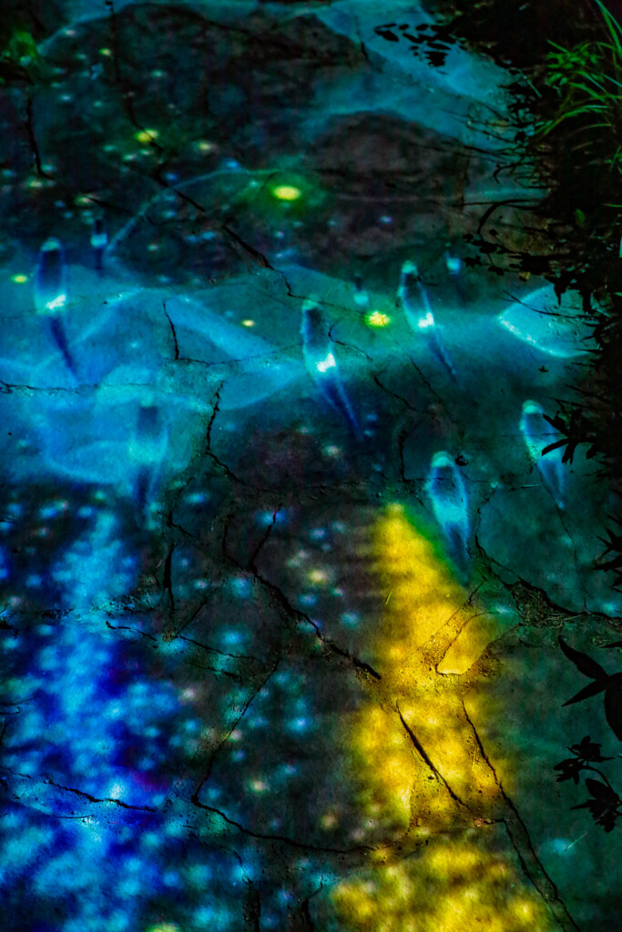 夏の夜の夢Ⅱ
