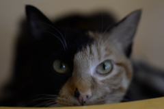 _DSC0342