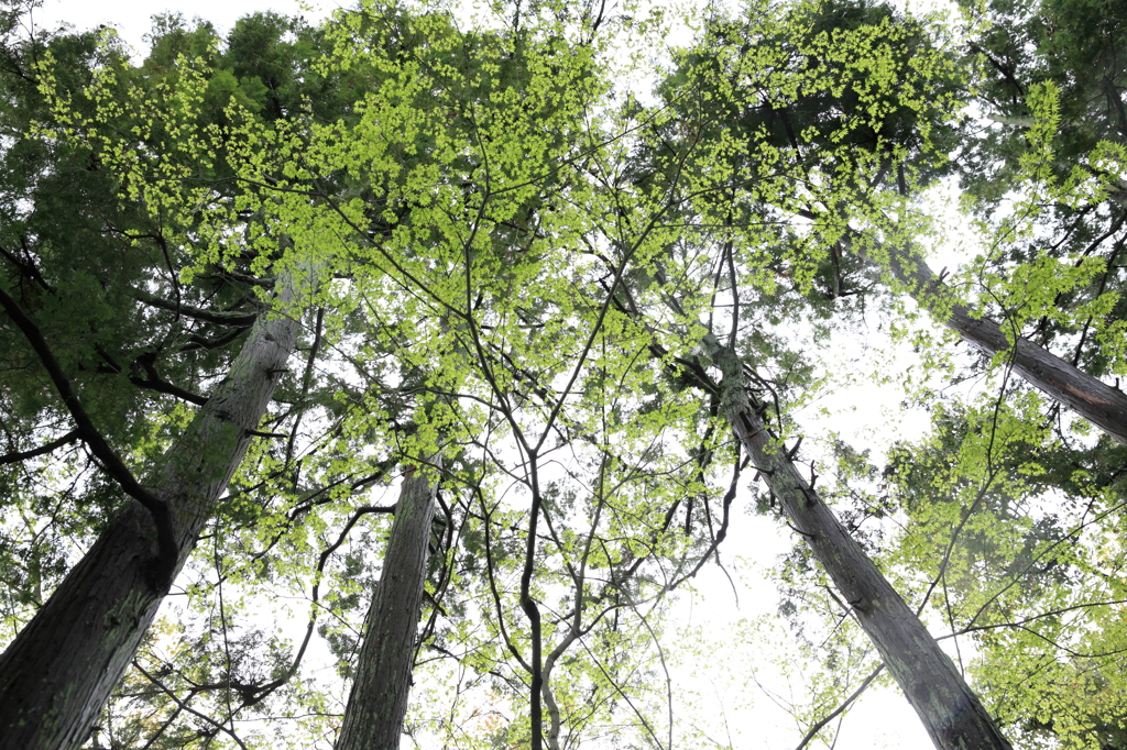 HEART 若葉のころ