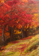 紅葉路