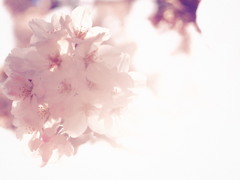 眩桜