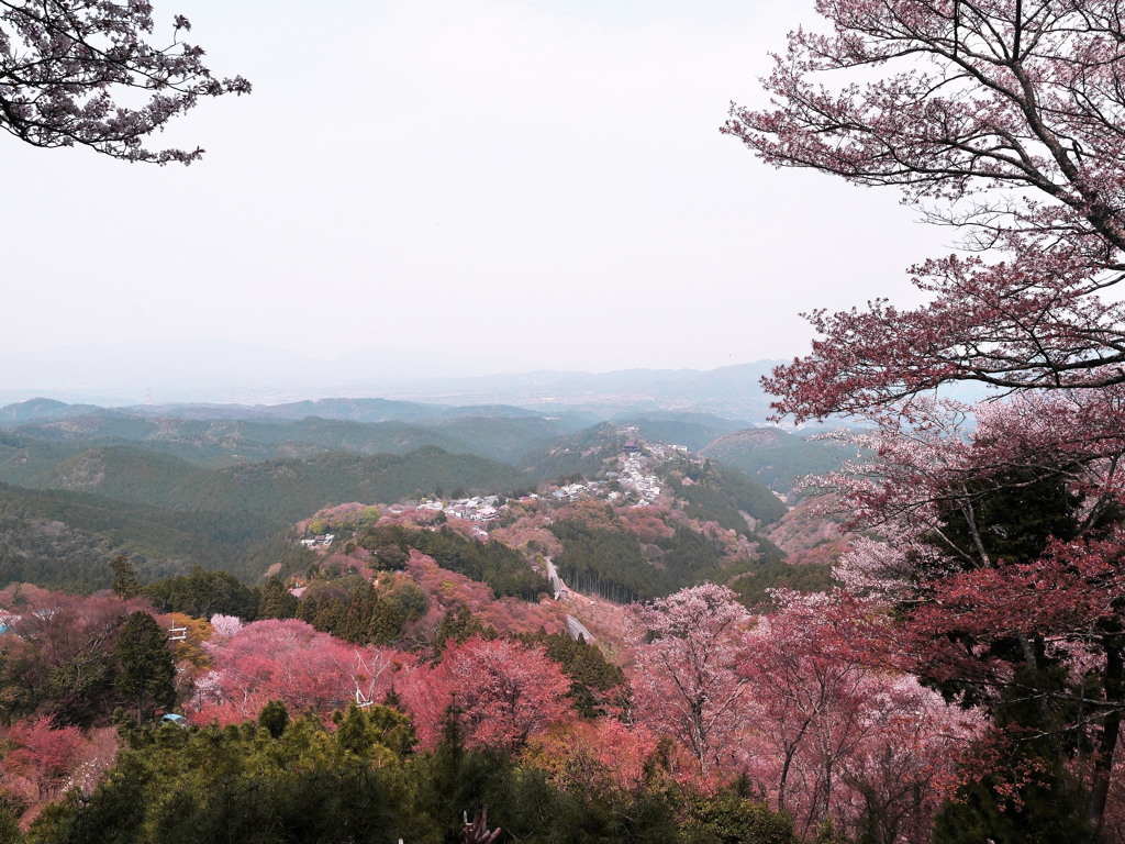 吉野山～花矢倉～①