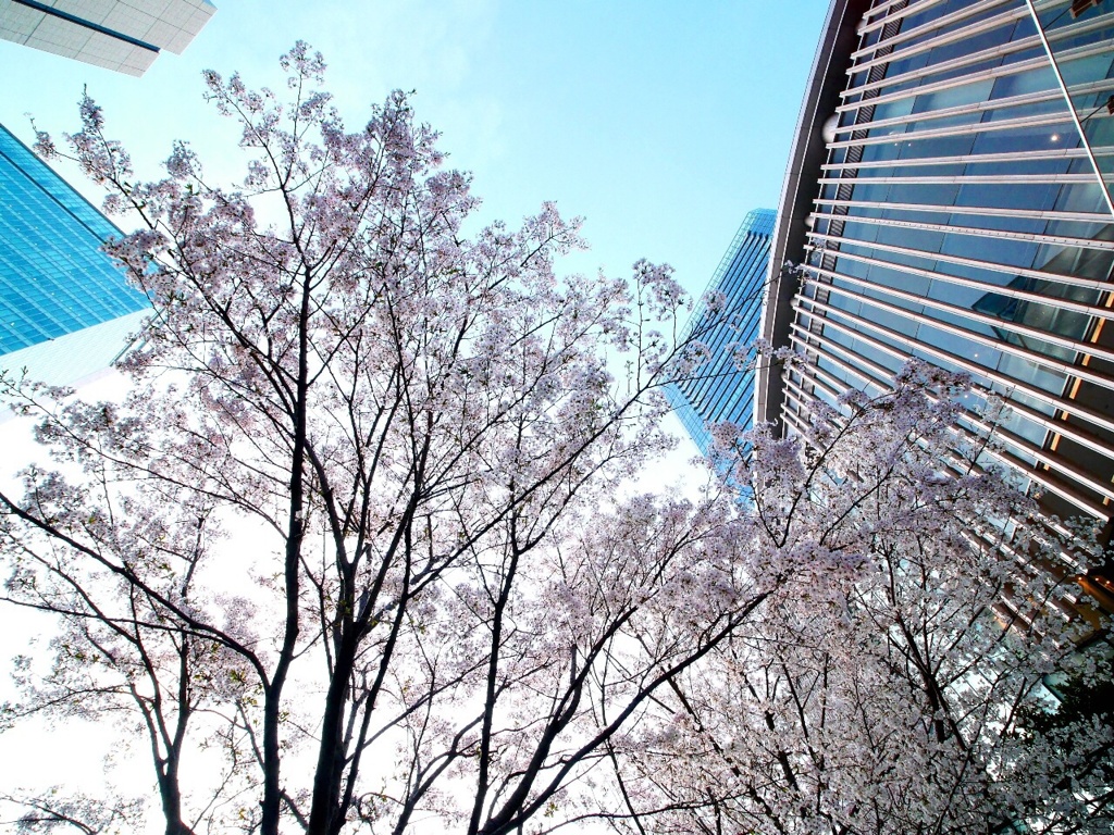 大島桜@グランフロント