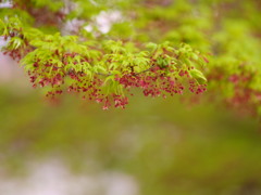 新緑と紅の浮遊