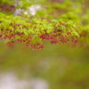 新緑と紅の浮遊