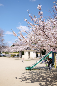 SAKURA